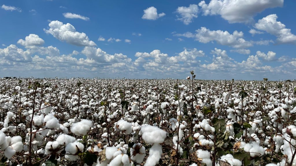 cotton trees-nexus cotton home page pic